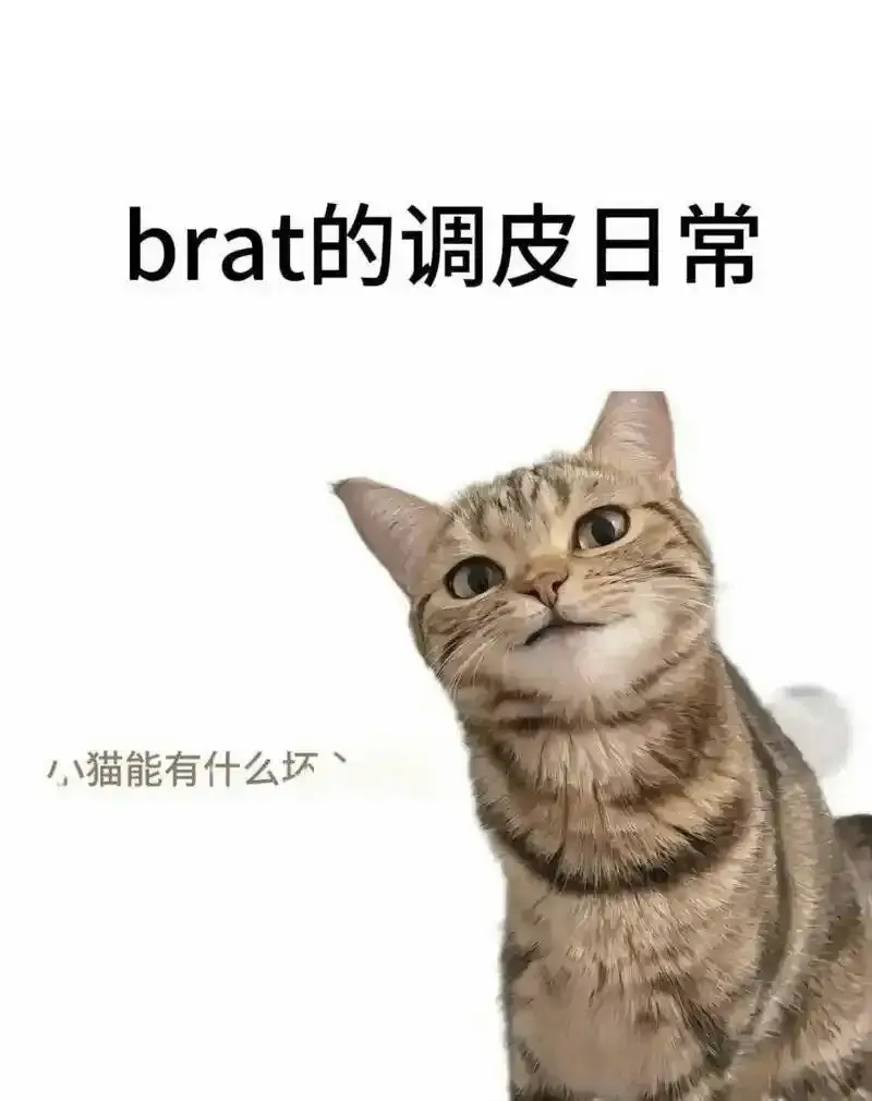 西檬之家-字母圈K8猫系新人指南